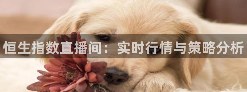 蜘蛛直播体育篮球：恒生指数直播间：实时行情与策略分析